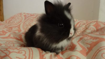 really fluffy cutest bunny ever julie andrews